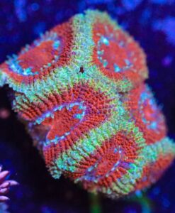 Wysiwyg Unique Yellow Rim Firstarter Micromussa Acan Frag   [F13]