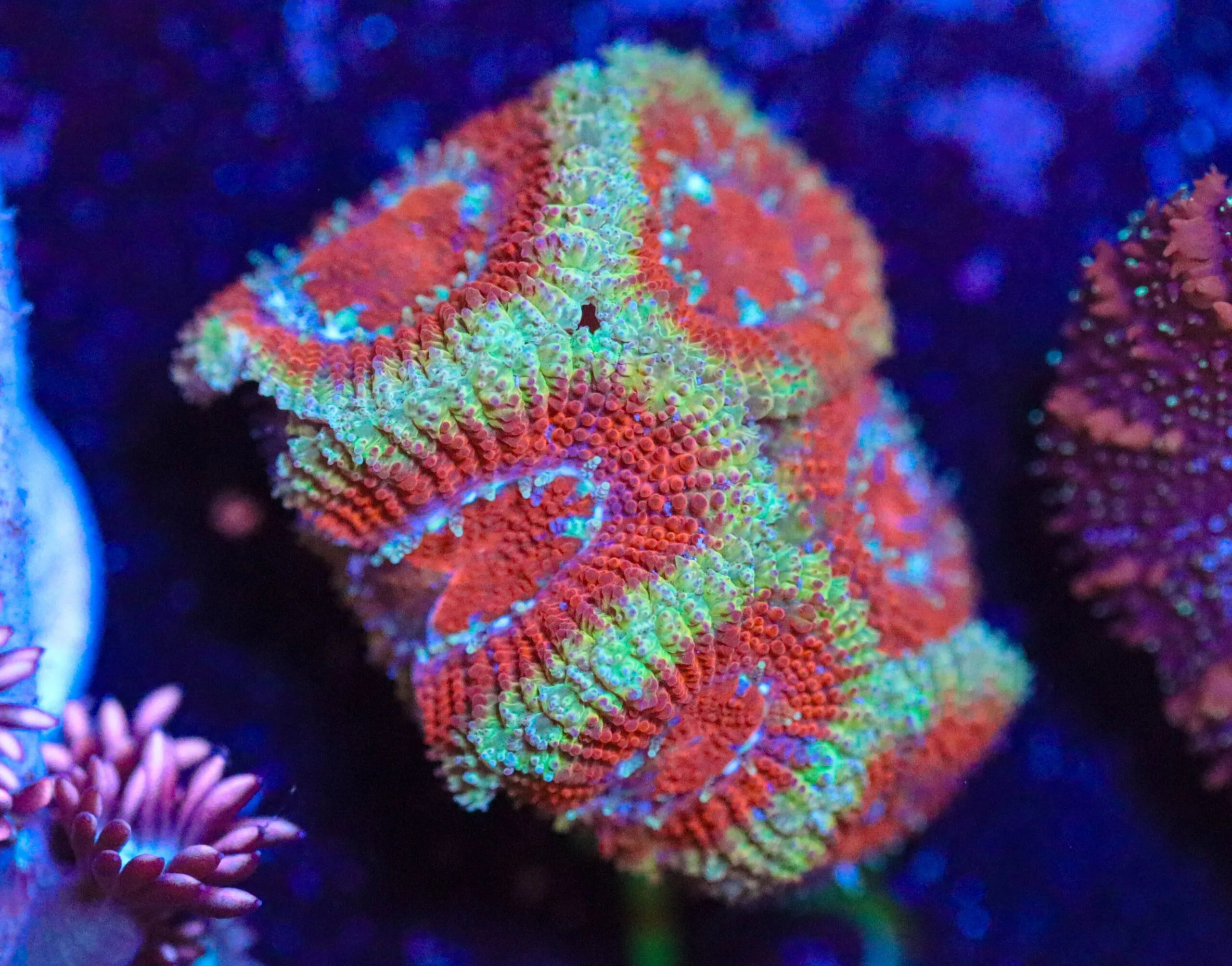 Frag Box Corals