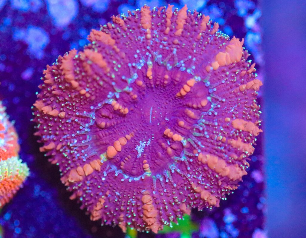 Frag Box Corals