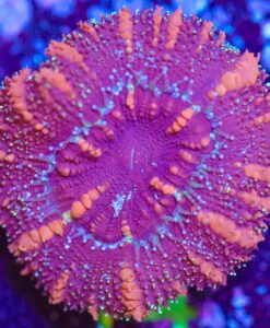 Wysiwyg Orange Stripe Purple Tiger Acan Frag [F14]