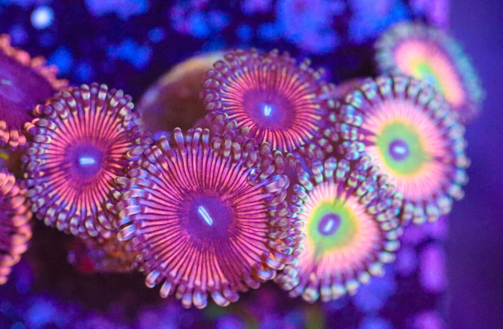 Frag Box Corals