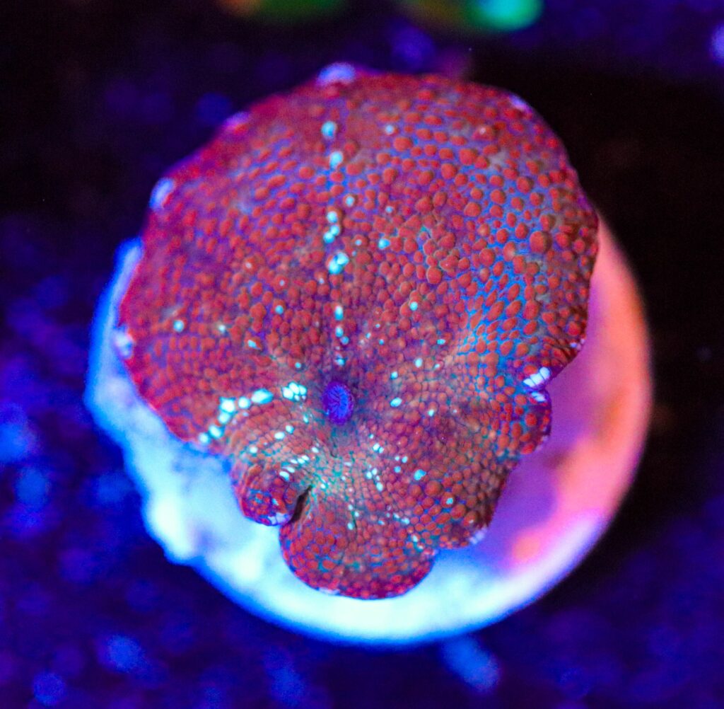 Frag Box Corals