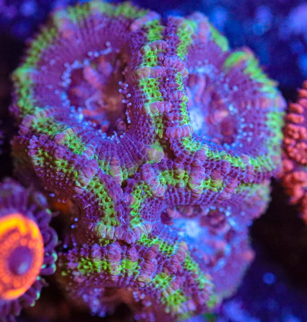 Frag Box Corals