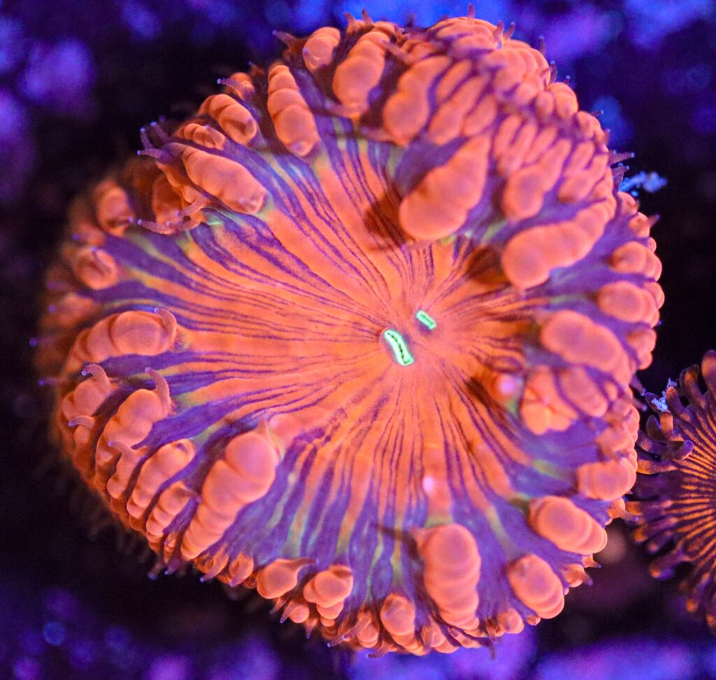 Frag Box Corals