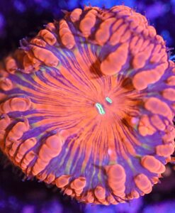 Wysiwyg Blastomussa Frag [F29]