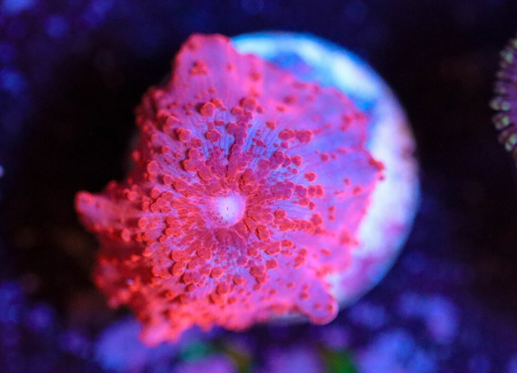Frag Box Corals
