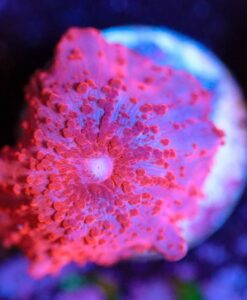 Wysiwyg Discsoma Mushroom [F38]