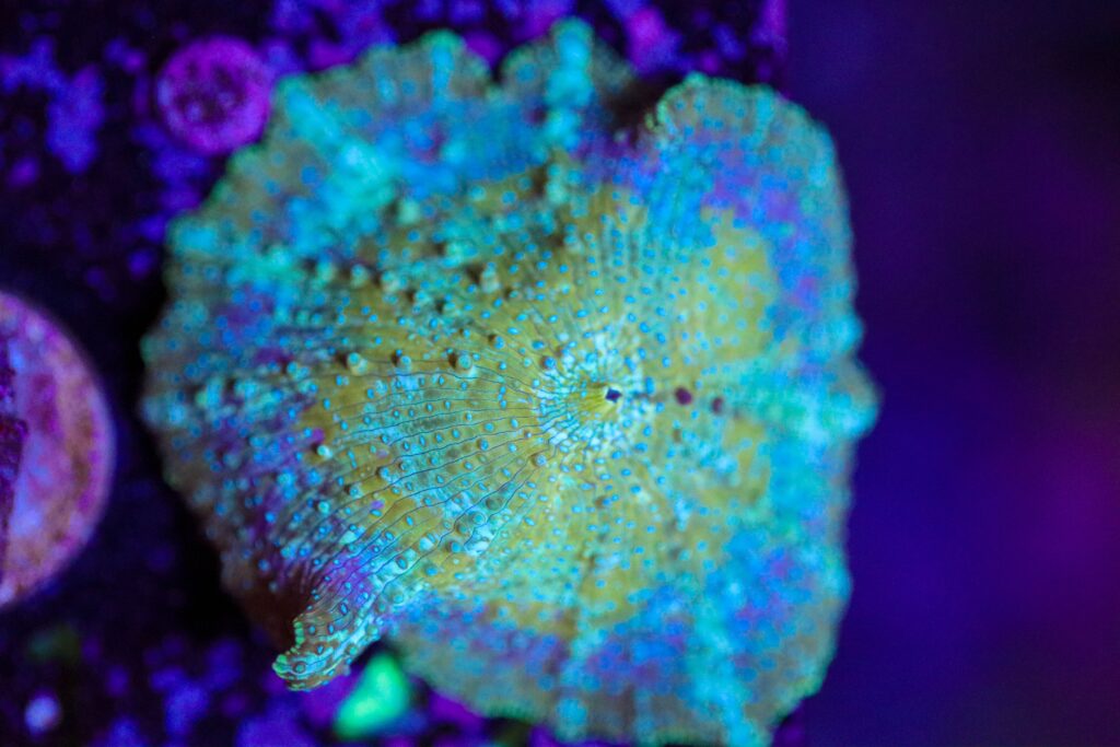 Frag Box Corals