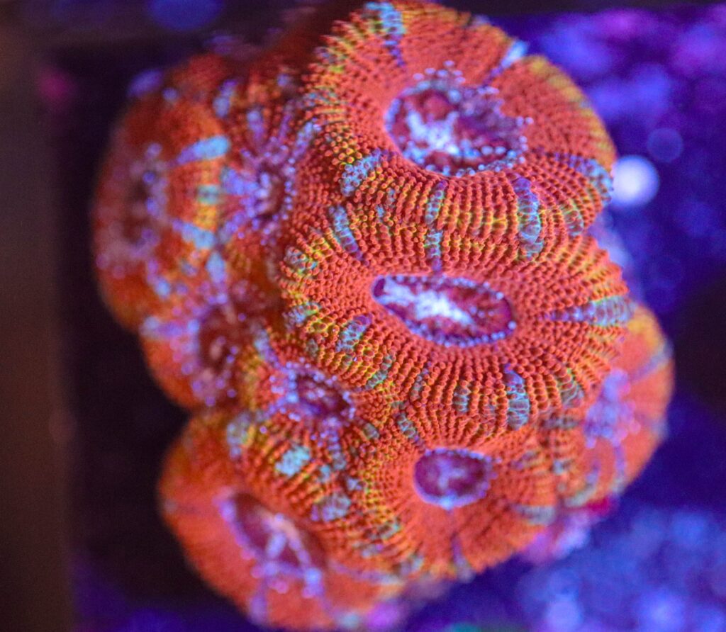 Frag Box Corals