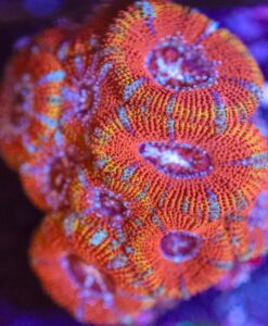 Wysiwyg Acan Coral Frag [F43] **LOTS OF HEADS**