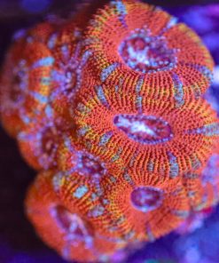 Wysiwyg Acan Coral Frag [F43] **LOTS OF HEADS**