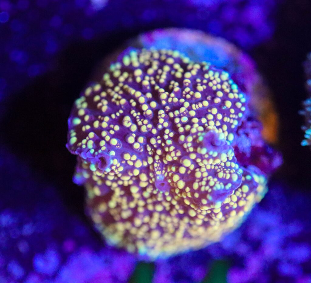 Frag Box Corals