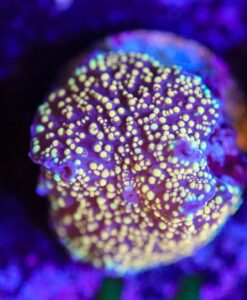 Wysiwyg Interstellar Mushroom Frag [F44]