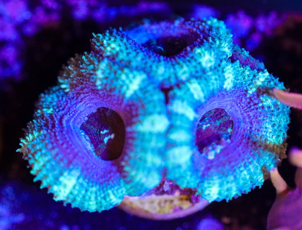 Frag Box Corals