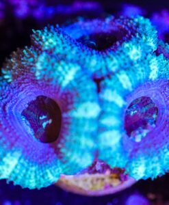 Wysiwyg Time Traveller Blue Purple Acan Frag [F45] *rare color*