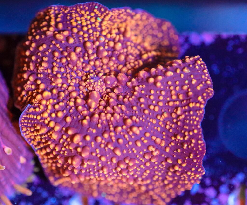 Frag Box Corals