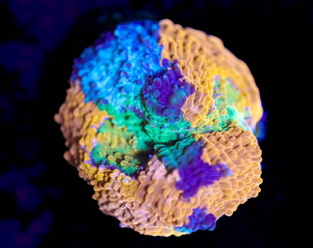 Frag Box Corals