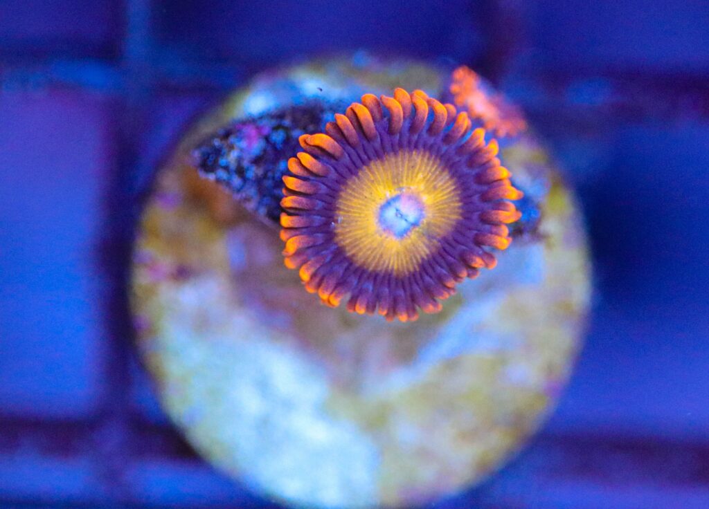 Frag Box Corals