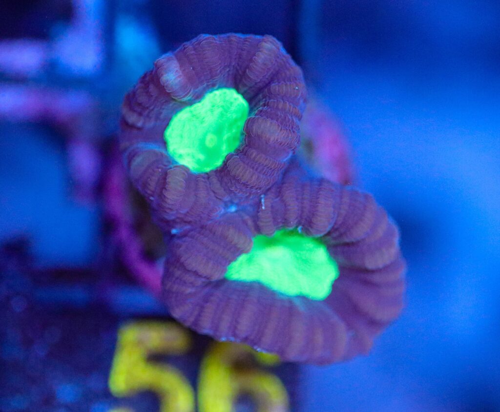 Frag Box Corals