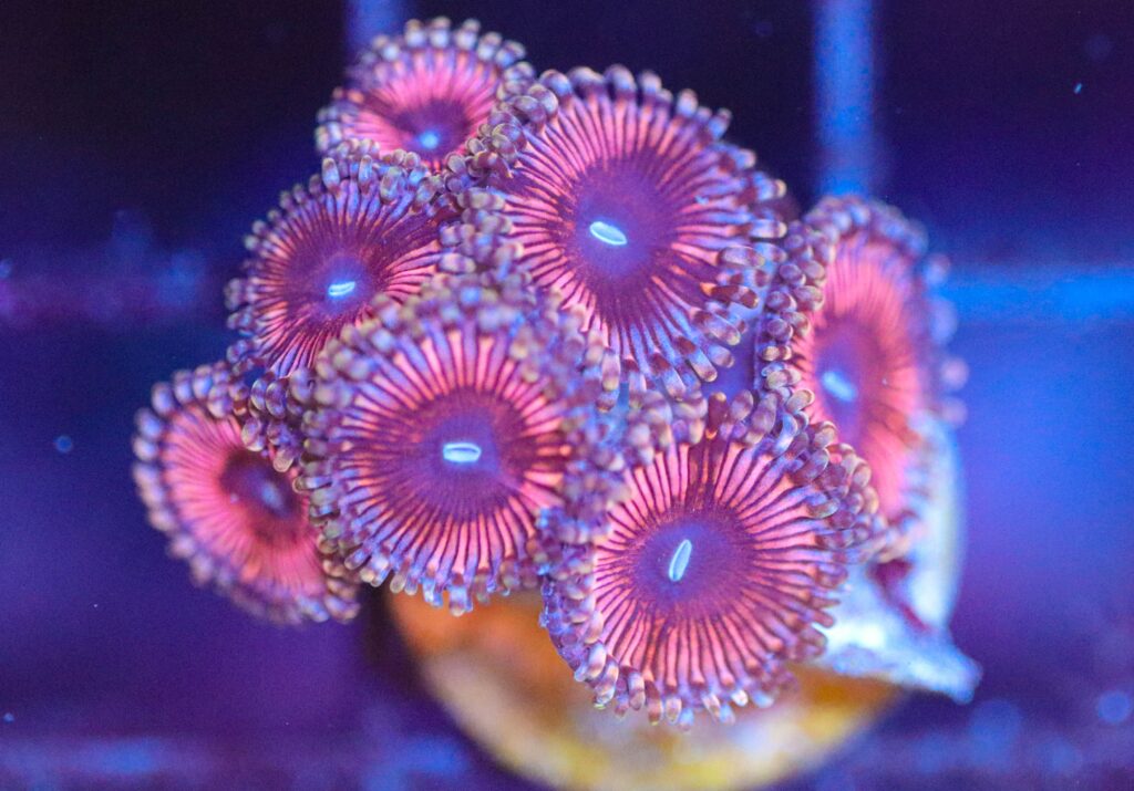 Frag Box Corals