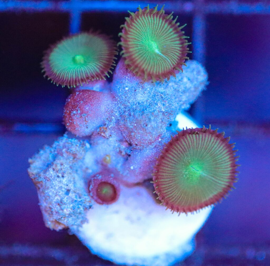 Frag Box Corals