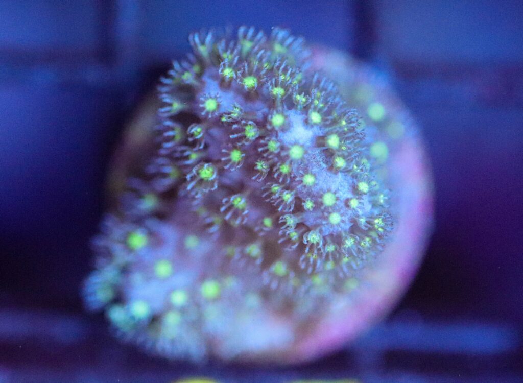 Frag Box Corals