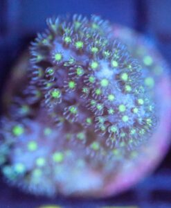 Wysiwyg Leather Coral Frag [F65]