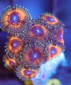 Wysiwyg Peach Blaster Zoanthid Frag [F73] **LOTS OF HEADS**