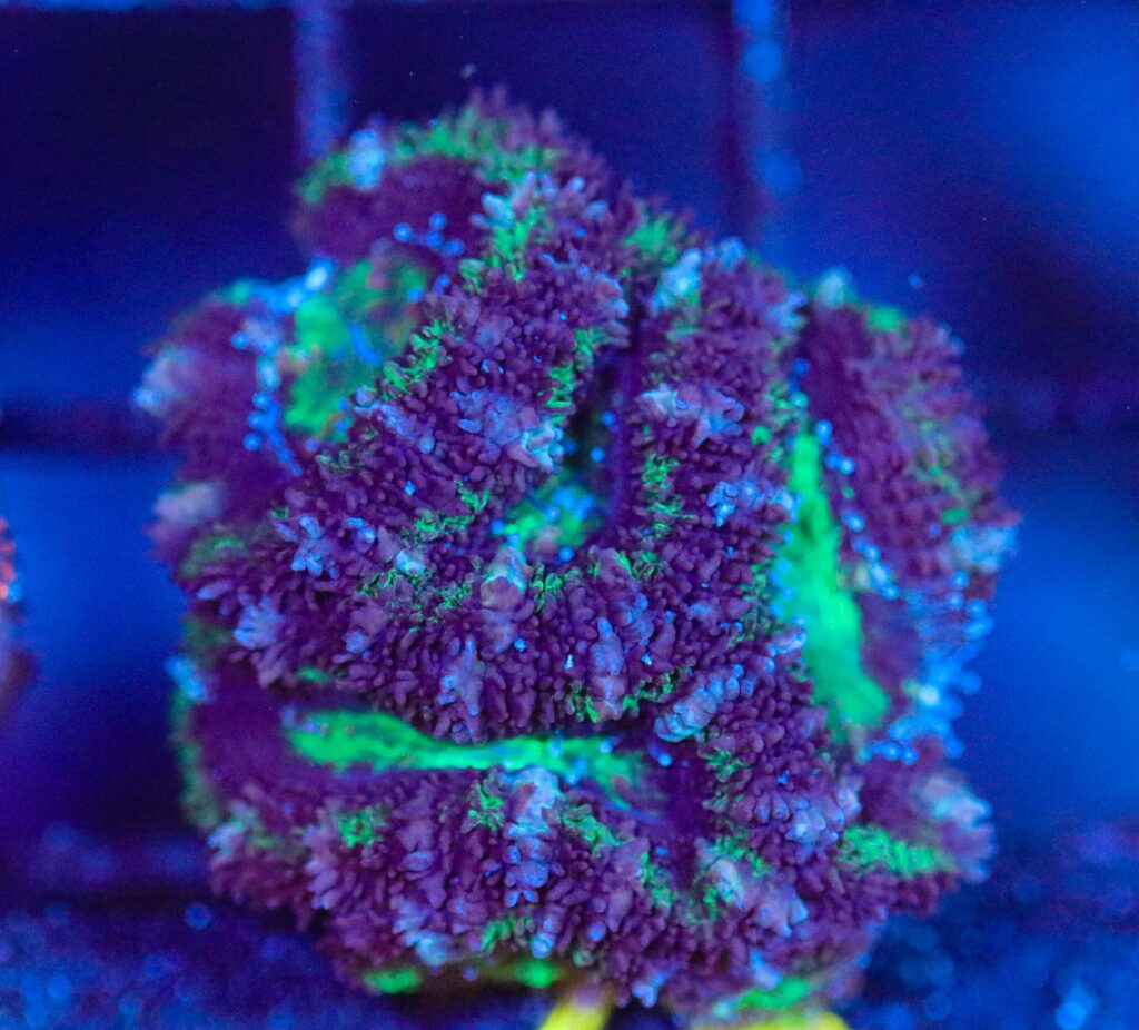 Frag Box Corals