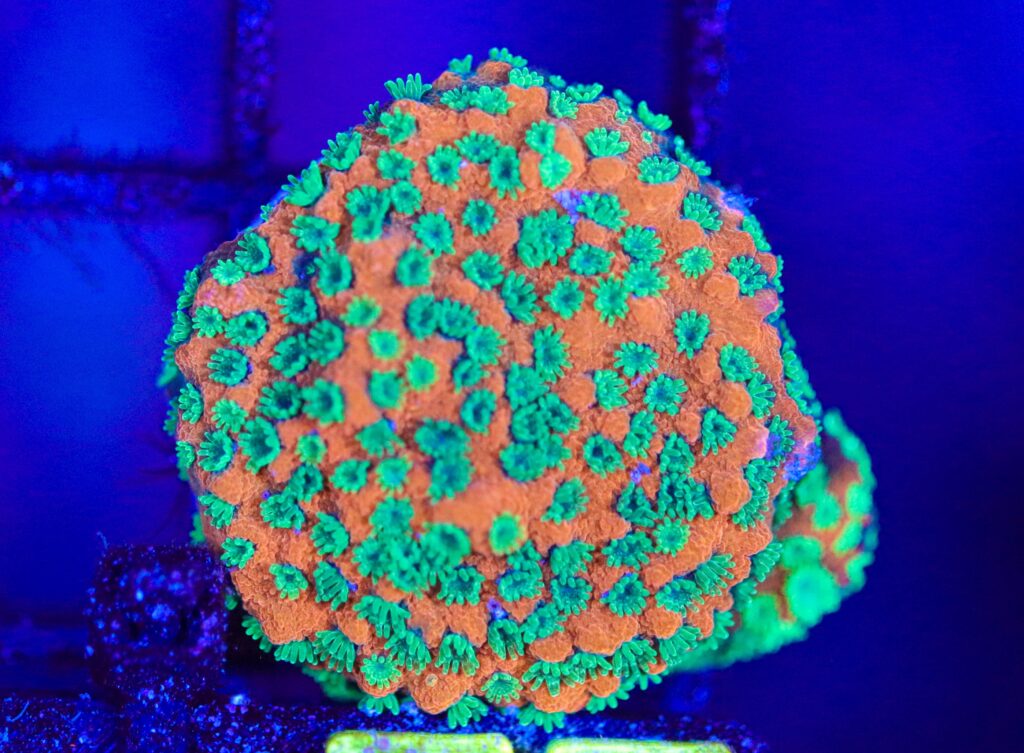 Frag Box Corals