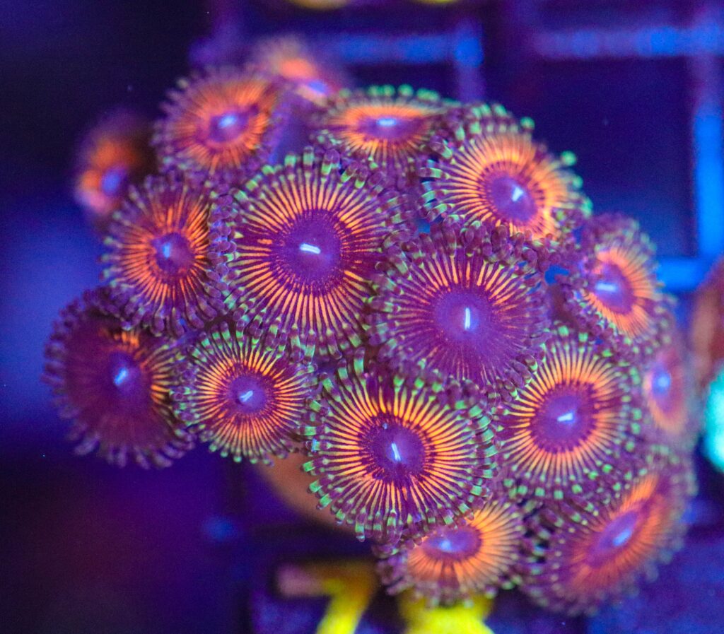 Frag Box Corals