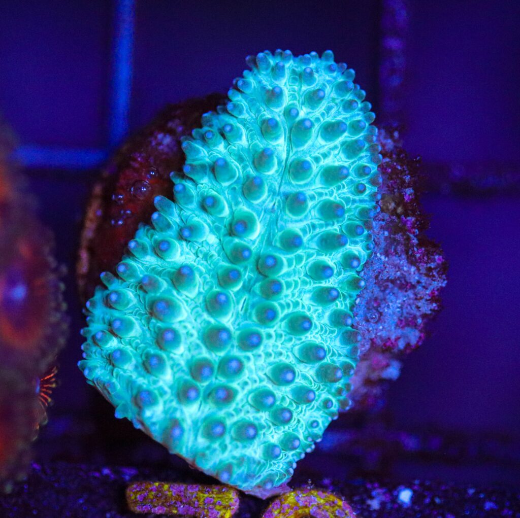 Frag Box Corals