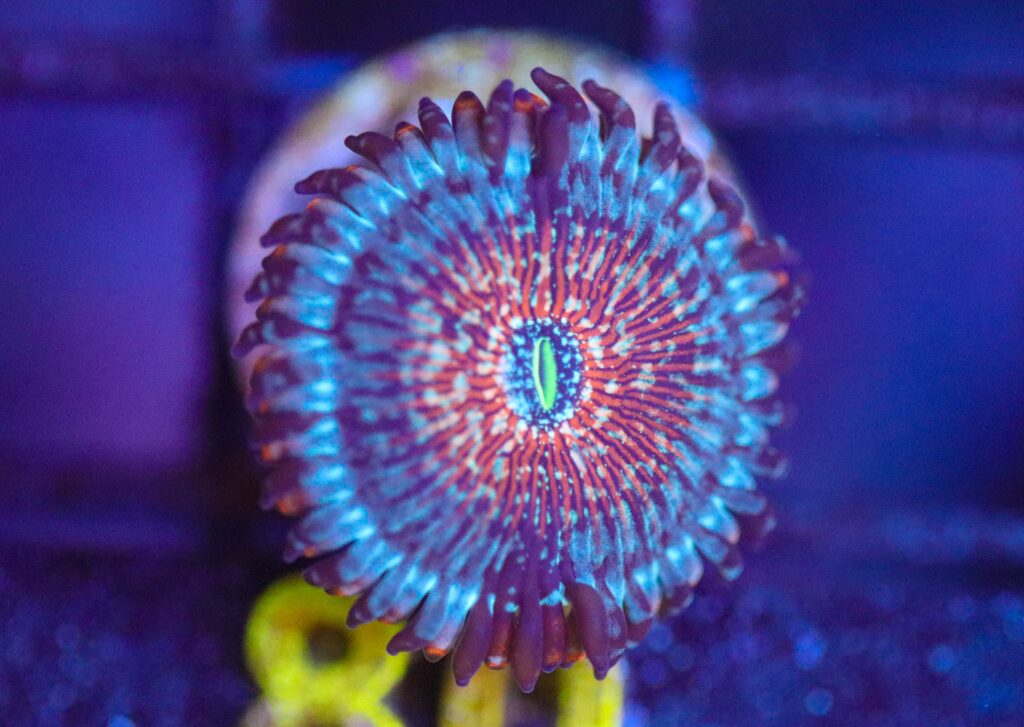 Frag Box Corals