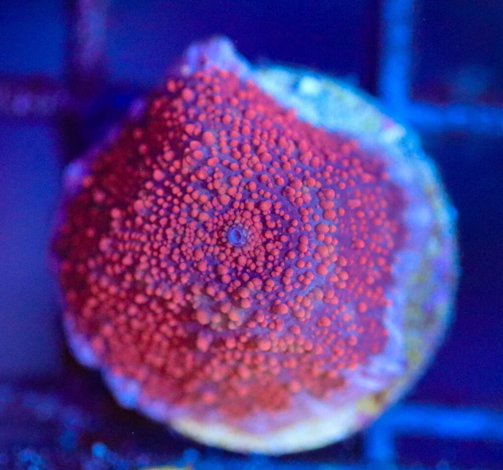 Frag Box Corals