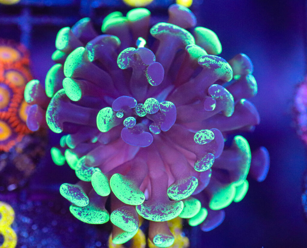 Frag Box Corals