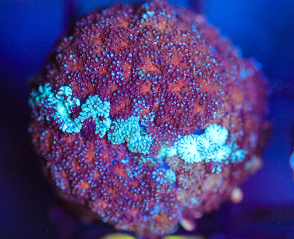 Frag Box Corals