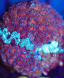 Wysiwyg Blue Streak Rhodactis Bryoides [F85]