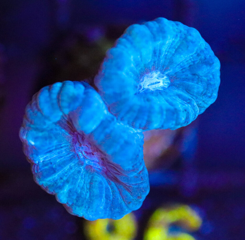 Frag Box Corals