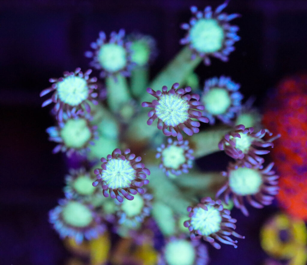 Frag Box Corals