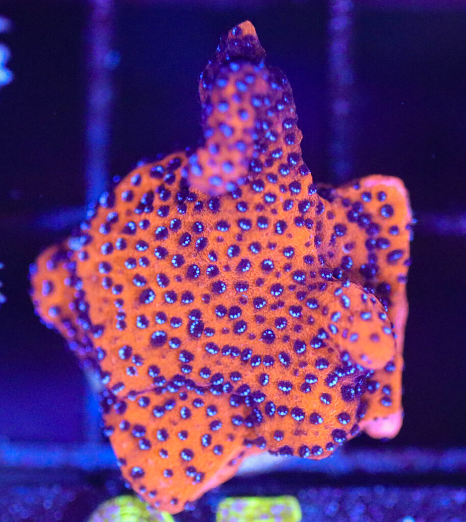 Frag Box Corals