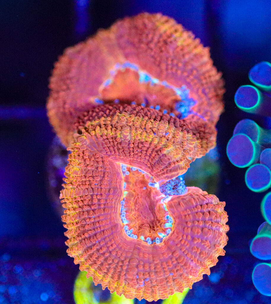 Frag Box Corals