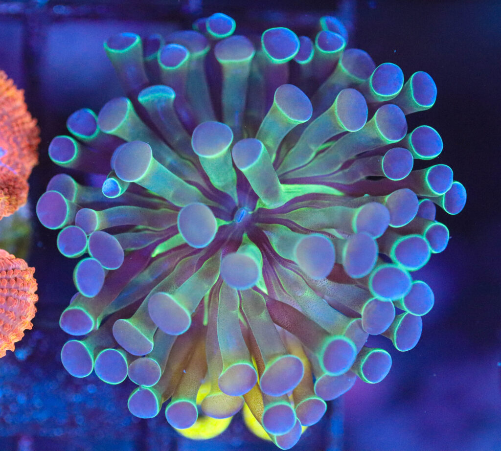 Frag Box Corals