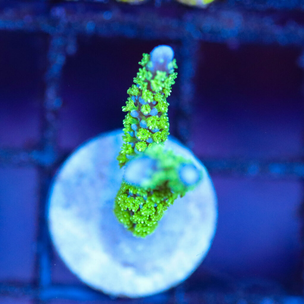 Frag Box Corals