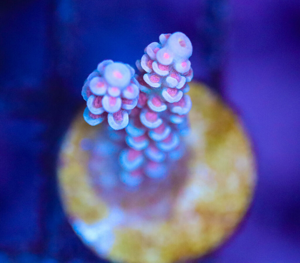 Frag Box Corals