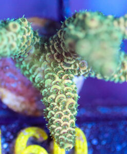 Wysiwyg Millepora Acropora Frag [F160]