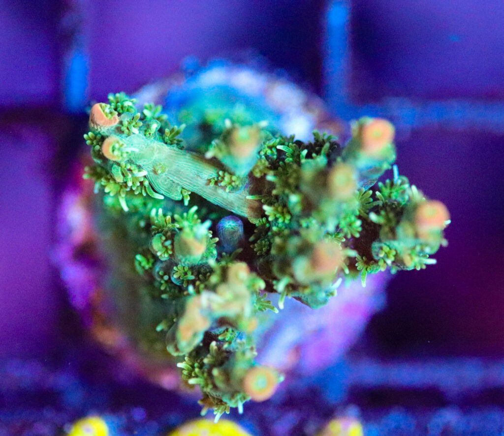 Frag Box Corals