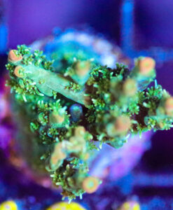 Wysiwyg Orange Tip Fuzzy Acropora Frag [F161] * FREE SHIPPING! * Minimum $149 Livestock Spend