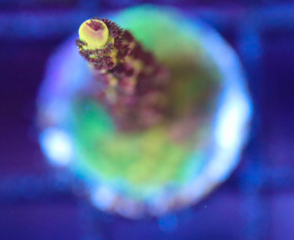 Frag Box Corals
