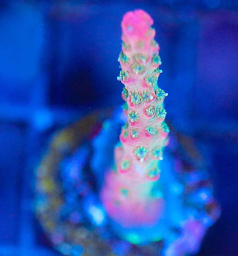 Frag Box Corals