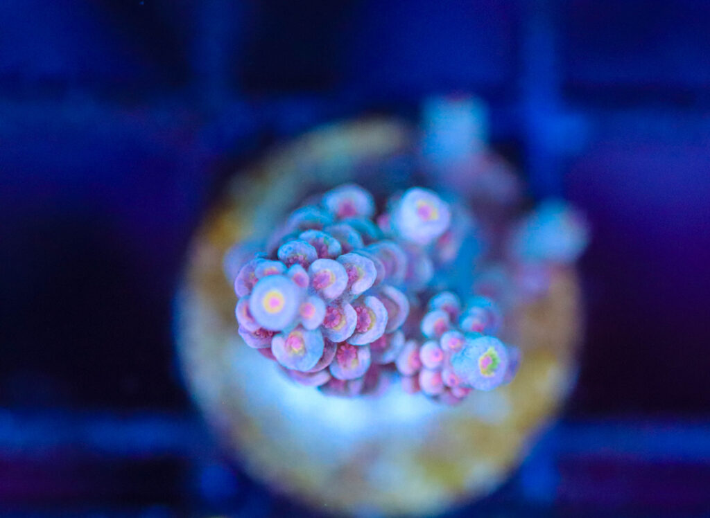 Frag Box Corals
